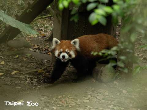 「未來」有時會好奇地四處探索(圖片來源：臺北市立動物園)