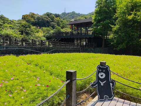 花海花況(圖片來源：臺北市政府工務局大地工程處)