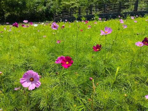 波斯菊近照(圖片來源：臺北市政府工務局大地工程處)