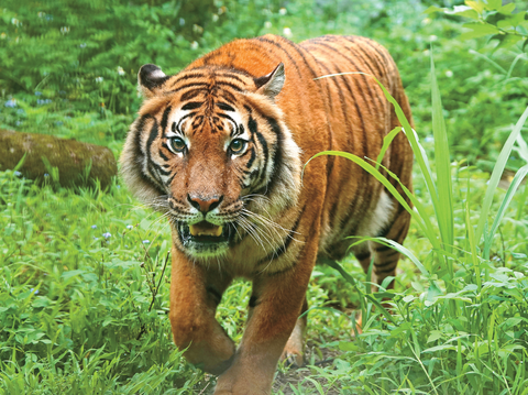 臺北市立動物園加入馬來虎保育計畫，今年初自法國引入雌性馬來虎「Shima」。（攝影／詹德川）