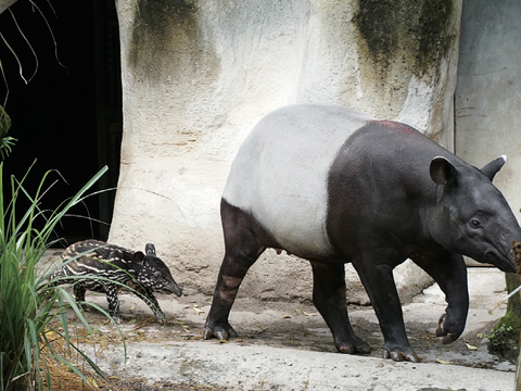 臺北市立動物園與國際合作推動馬來貘的域外族群保育。