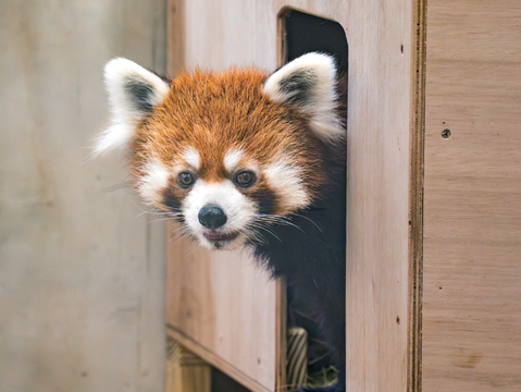 來自日本的小貓熊「未來」於今年結束檢疫，正式加入臺北市立動物園小貓熊大家庭。