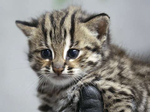 動物園救傷收容的石虎產下的石虎寶寶。