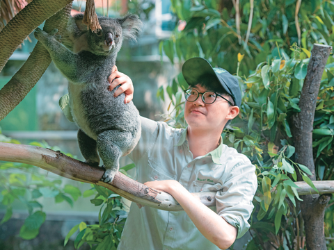 保育員黃冠綸將無尾熊「芙蓉」帶到戶外展場曬太陽。