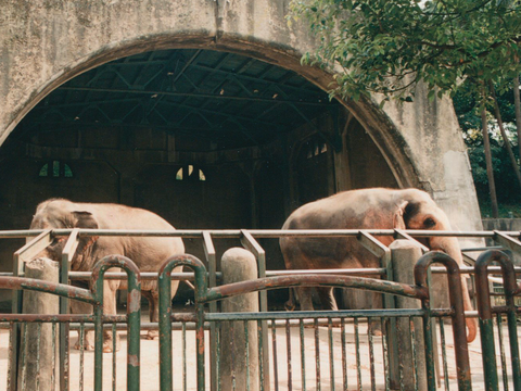 臺北市立動物園人氣動物「林旺」與「馬蘭」。