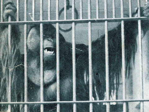日本時代圓山動物園的人氣動物紅毛猩猩「一郎君」