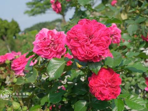 「草莓」在開花時,其優雅的樹型,會使人猶如置身在草莓園漫步(圖片來源:臺北市政府工務局公園路燈工程管理處)