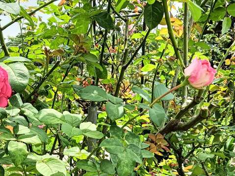 「椰子冰」植株高度可達150公分,顯眼的麝香粉紅色花朵,帶有果香和鳶尾花香(圖片來源:臺北市政府工務局公園路燈工程管理處)