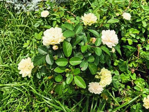 「綠冰」在日照不足時，花瓣會呈現淺綠色(圖片來源：臺北市政府工務局公園路燈工程管理處)