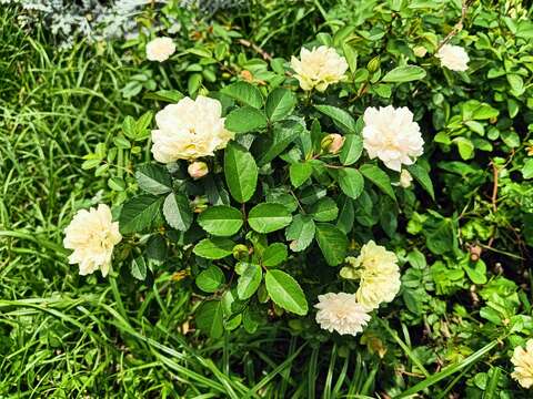 「綠冰」在日照不足時,花瓣會呈現淺綠色(圖片來源:臺北市政府工務局公園路燈工程管理處)