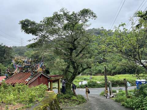 南港麗山橋口步道土地公廟旁的正榕(圖片來源：臺北市政府工務局大地工程處)