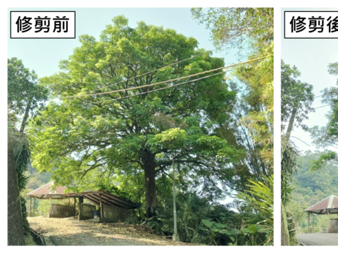 南港舊庄街二段的茄冬樹，樹高15公尺(圖片來源：臺北市政府工務局大地工程處)
