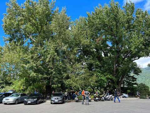 橫嶺古道紅壇登山口楓香姊妹樹(圖片來源：臺北市政府工務局大地工程處)