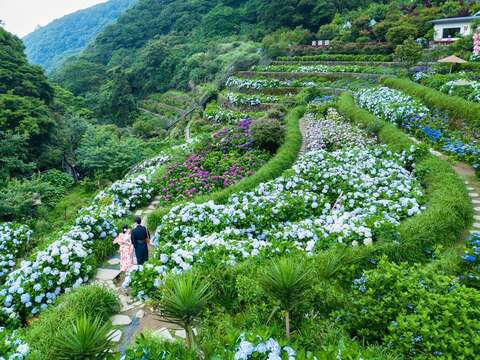 竹子湖梯田式的地形呈現富層次感的繡球花海(圖片來源：臺北市政府產業發展局)