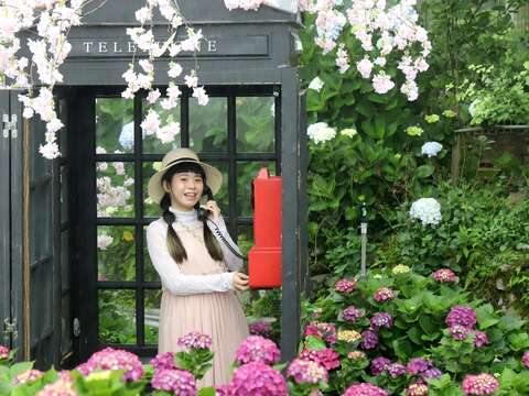 花谷海芋園(圖片來源：臺北市政府產業發展局)
