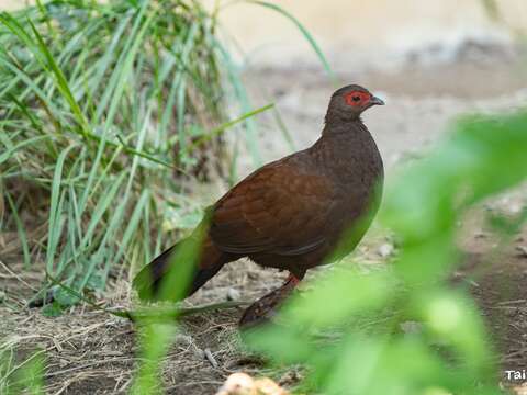 越南鷴雌鳥(圖片來源：臺北市立動物園)