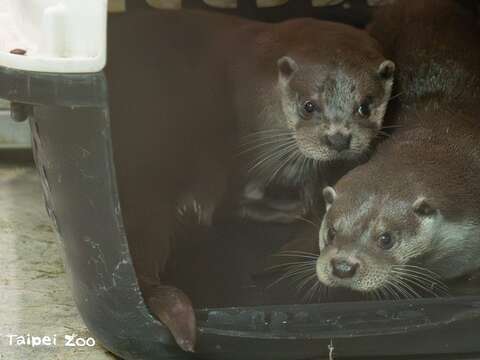 動物園不但進行水獺的救傷收容，也透過繁殖建立衛星族群、實踐域外保育(圖片來源：臺北市立動物園)