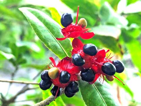 米老鼠樹豔紅色花萼與胎座襯托黑色果實，可以引誘鳥類取食。(圖片來源：臺北市政府工務局公園路燈工程管理處)