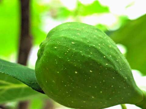 無花果樹的果實，呈梨形或卵形。(圖片來源：臺北市政府工務局公園路燈工程管理處)