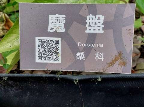 標牌上附上QR碼，提供遊客掃碼，在進入網頁後，可撥放中文及英文介紹。(圖片來源：臺北市政府工務局公園路燈工程管理處)