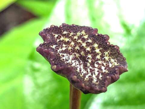 魔盤平盤型的頭狀花序自葉腋伸出，形如蕈傘，細小白色果實呈顆粒狀突起，成熟後會彈出散播。(圖片來源：臺北市政府工務局公園路燈工程管理處)