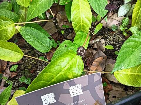 魔盤花序表面深紫、黑褐色，花序梗長10公分以上，盤狀花檯上密布顆粒。可以掃標牌Qr code聆聽中、英文解說。(圖片來源：臺北市政府工務局公園路燈工程管理處)
