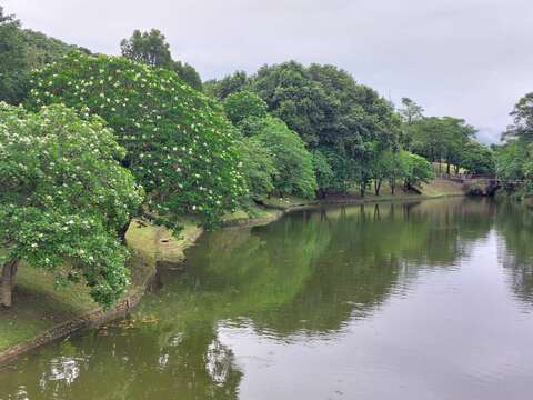 陂塘邊的海檬果開花如繁星點點(圖片來源:臺北市政府工務局公園路燈工程管理處)