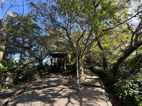 步道上可觀察榕屬植物纏勒現象(圖片來源：臺北市政府工務局大地工程處)