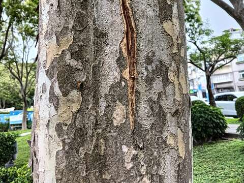 「光臘樹」樹皮灰白色，幹上留有雲形剝落痕跡，樹幹上可以發現獨角仙留下的吻痕。(圖片來源：臺北市政府工務局公園路燈工程管理處)