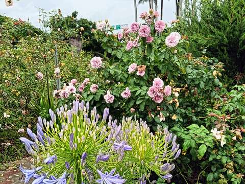「百子蓮」因其結子多而得名，亦有「愛情花」的稱號。(圖片來源：臺北市政府工務局公園路燈工程管理處)