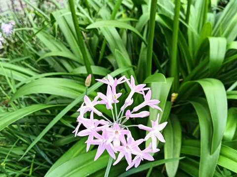 「紫嬌花」花株高約30-50公分，看到它就知道夏天已經降臨。(圖片來源：臺北市政府工務局公園路燈工程管理處)