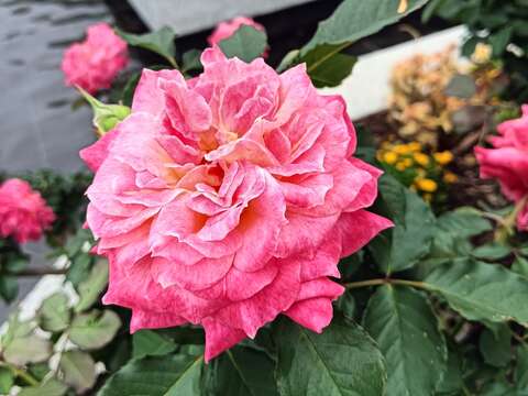 「溫暖」橙色、黃色的花心，伴隨著不同花開階段，出現多種花色變化，植株整體呈現出豐富多彩的暖色系色彩。(圖片來源：臺北市政府工務局公園路燈工程管理處)