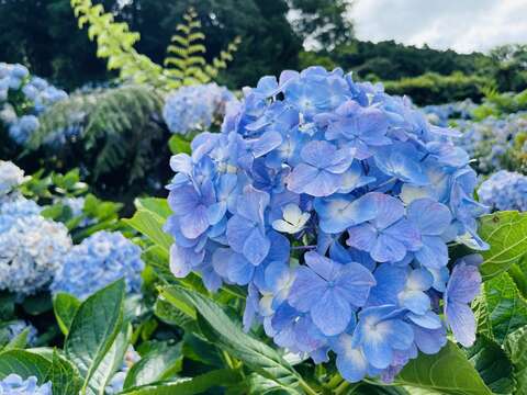 藍色繡球花由綠葉襯托更顯亮麗(圖片來源：臺北市政府工務局大地工程處)