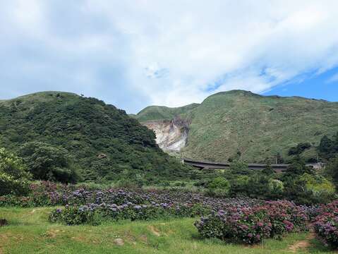 繡球花與小油坑相輝映(圖片來源：臺北市政府工務局大地工程處)