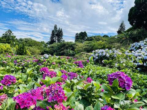 紅藍綠白交織成美麗的景色(圖片來源：臺北市政府工務局大地工程處)