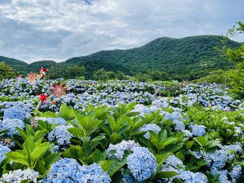 繡球花海美不勝收(圖片來源：臺北市政府工務局大地工程處)