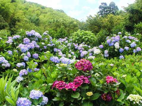 繽紛的繡球花海遍佈於郊山，為翠綠的山巒增添一抹色彩(圖片來源：臺北市政府工務局大地工程處)
