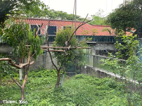 動物園的無尾熊都會輪流外出「日光浴」，以確保每隻個體都有均等的日照時間(圖片來源：臺北市立動物園)