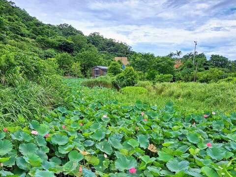 南港山水綠生態公園荷花正值盛開季節，非常歡迎民眾來公園賞荷消暑(圖片來源：臺北市政府環境保護局)
