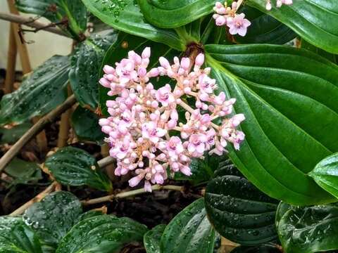 溫帶植物-多花野牡丹藤：開花期為春至夏季，花序長約30公分自然下垂，上面開滿花徑約1公分的粉桃色小花。(圖片來源：臺北市政府工務局公園路燈工程管理處)