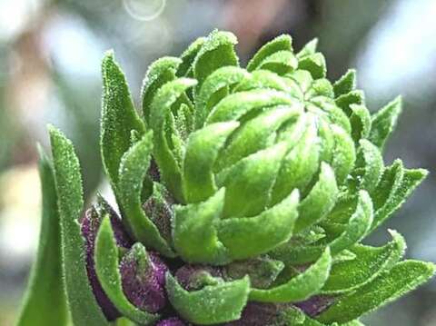 溫帶植物-長距根節蘭：種小名sylvatica是「喜歡森林的」的意思！在臺灣分佈在全島海拔250到2000公尺的中低海拔山區原始闊葉林或是竹林裡。(圖片來源：臺北市政府工務局公園路燈工程管理處)