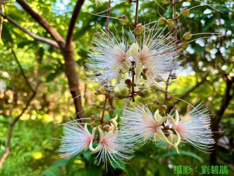 另一個賞花時間是清晨賞花，盡量把握在氣溫還沒有炎熱之前，5點左右都還有機會看到最盛開美麗的花。(攝影者劉碧鵑)(圖片來源：臺北市政府工務局公園路燈工程管理處)