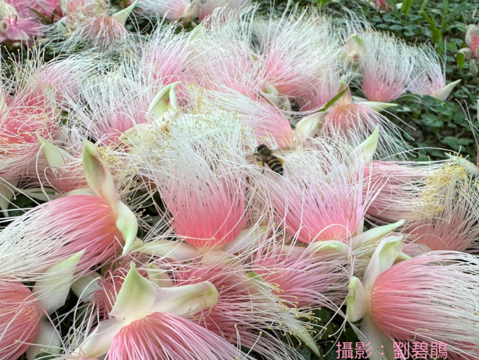 即使花落也能吸引蜜蜂前來採花粉。(攝影者劉碧鵑)(圖片來源：臺北市政府工務局公園路燈工程管理處)