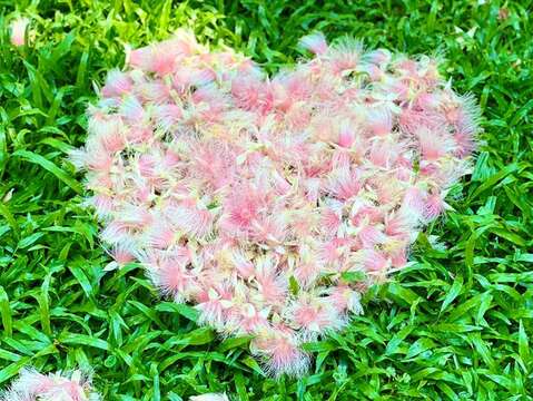 許多民眾利用巧思，將穗花棋盤腳散落的花瓣排列成各種形狀。(攝影者榮星志工葉鳳蓮)(圖片來源：臺北市政府工務局公園路燈工程管理處)