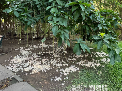 穗花棋盤腳夜晚花開、清晨花落，如煙花般短暫而美麗。(攝影者榮星志工劉碧鵑)(圖片來源：臺北市政府工務局公園路燈工程管理處)