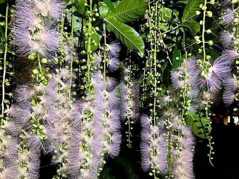 穗花棋盤腳盛花期於六月中下旬，至七月中上旬。(攝影者榮星志工劉碧鵑)(圖片來源：臺北市政府工務局公園路燈工程管理處)