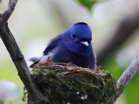 02黑枕藍鶲孵蛋照片-1(感謝鳥友諸志敏先生提供)
