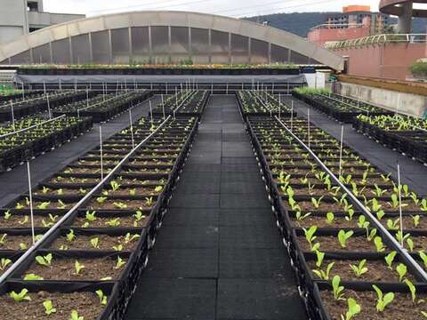 地小人稠的學校透過屋頂平台進行小田園種植。（圖為台北市文昌國小，台北市教育局提供）