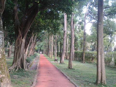 5.綠樹成蔭的健走步道