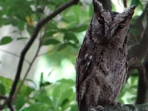 成鳥警誡中